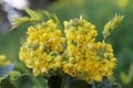 MahÃÂnia aquifÃÂlium mahonia holly  shrub inflorescence photo Royalty Free Stock Photo